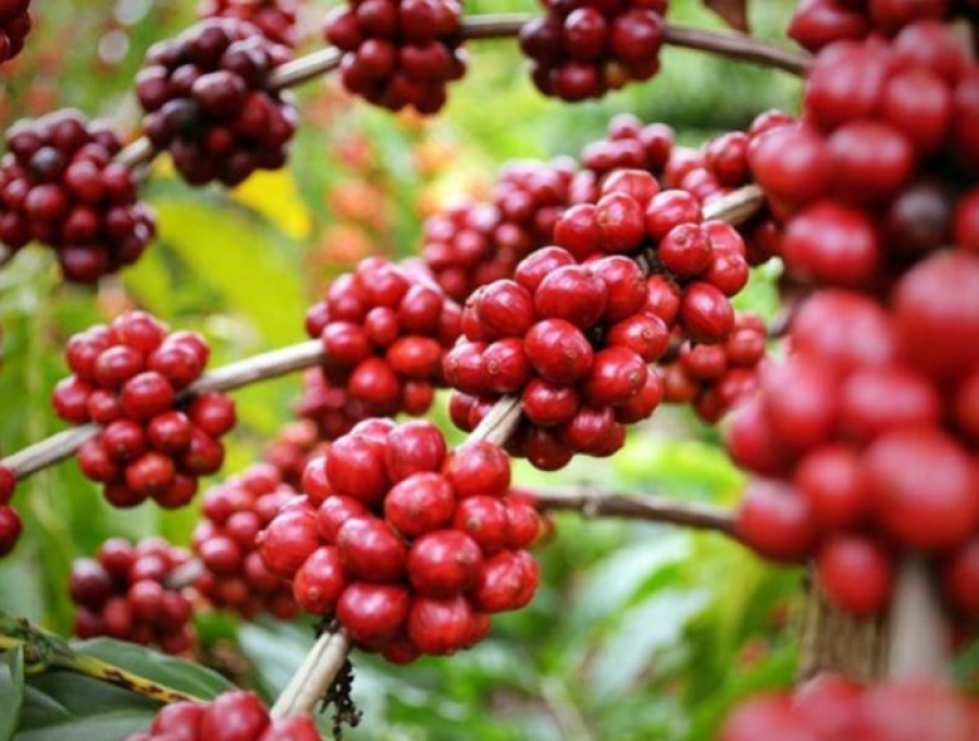 Brasil terá safra recorde de café conilon em 2025, e Espírito Santo puxa o crescimento