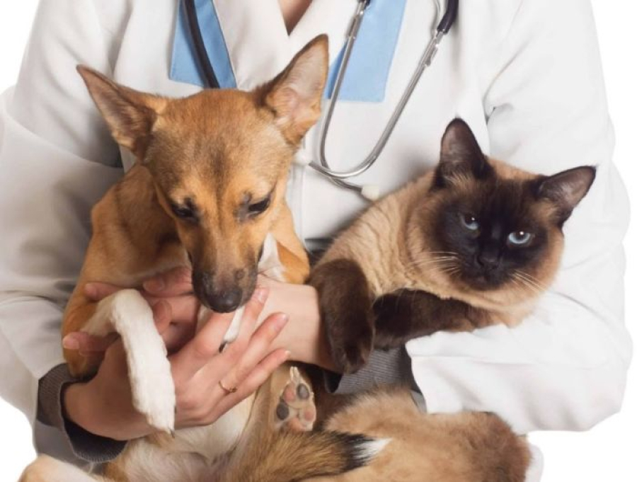 Mutirão oferece castração gratuita para cães e gatos na Assembleia Legislativa do ES