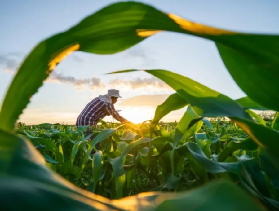 Crédito rural para agricultura familiar cresce R$ 235 milhões no Espírito Santo e supera R$ 2,36 bilhões