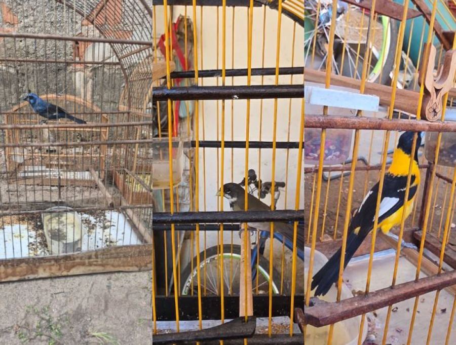 DEPMA e Bem-Estar Animal de Vila Velha realizam operação contra maus-tratos e posse irregular de aves