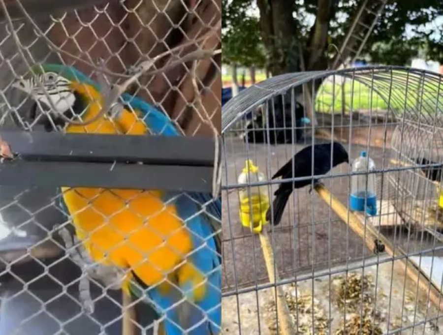 PF combate tráfico de animais silvestres em operação no Espírito Santo