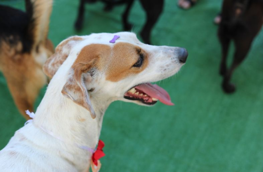 Cariacica promove Feira de Adoção de Animais no próximo dia 9 de maio