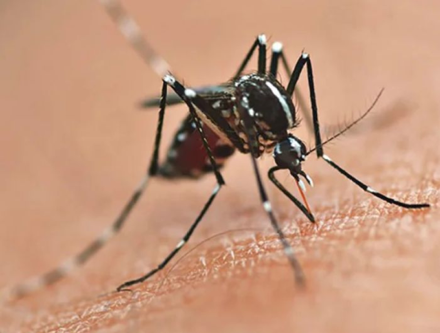 Marataízes registra queda nos casos de dengue e reforça combate com novo sistema de monitoramento