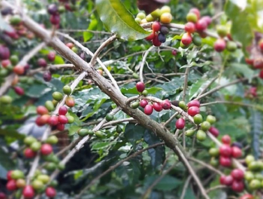 Exportações de café do Espírito Santo disparam 70% em 2026 e conilon lidera avanço