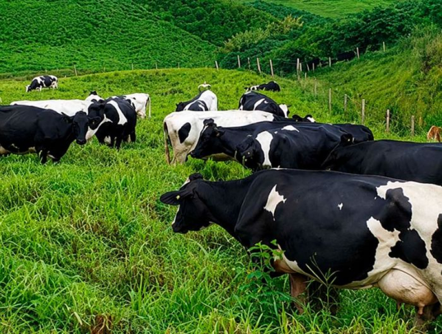 Produção de leite ganha força em Itapemirim com capacitação de produtores e incentivo ao setor