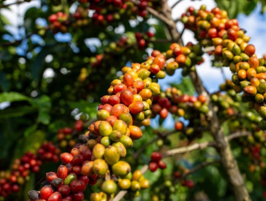 Do campo ao mundo: café capixaba impulsiona empregos, exportações e a economia do Espírito Santo