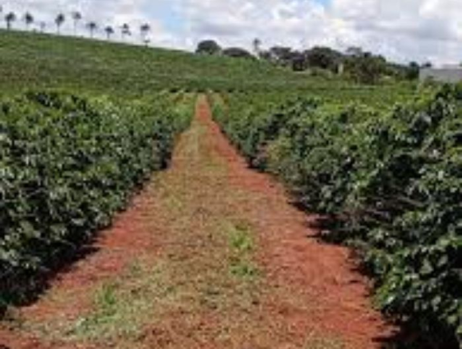 Quase 3 mil fazendas do ES vendem café para gigante dos alimentos