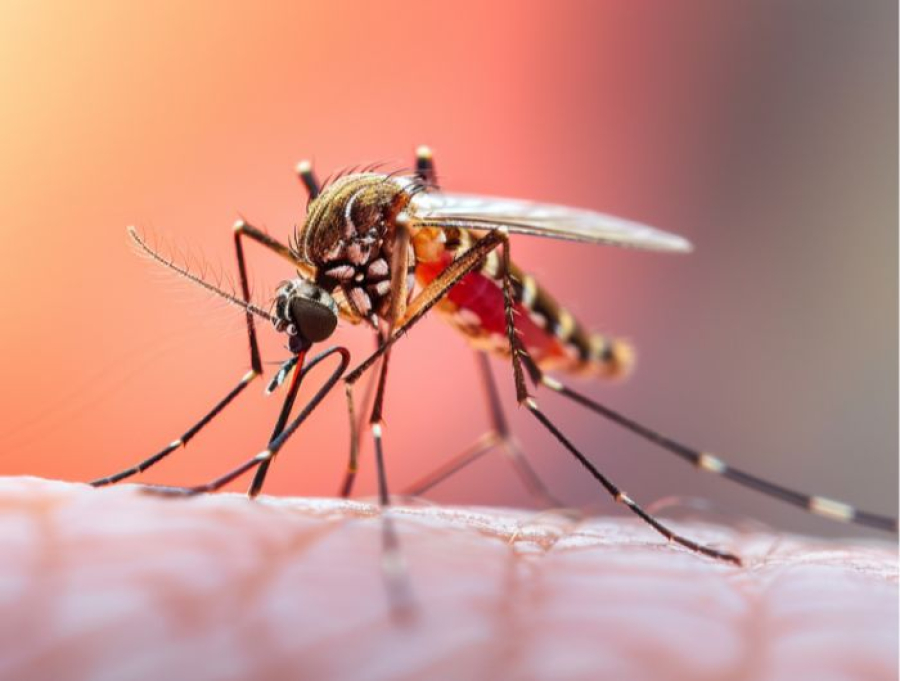 Cariacica registra redução de quase 82% nos casos de dengue no primeiro semestre de 2026