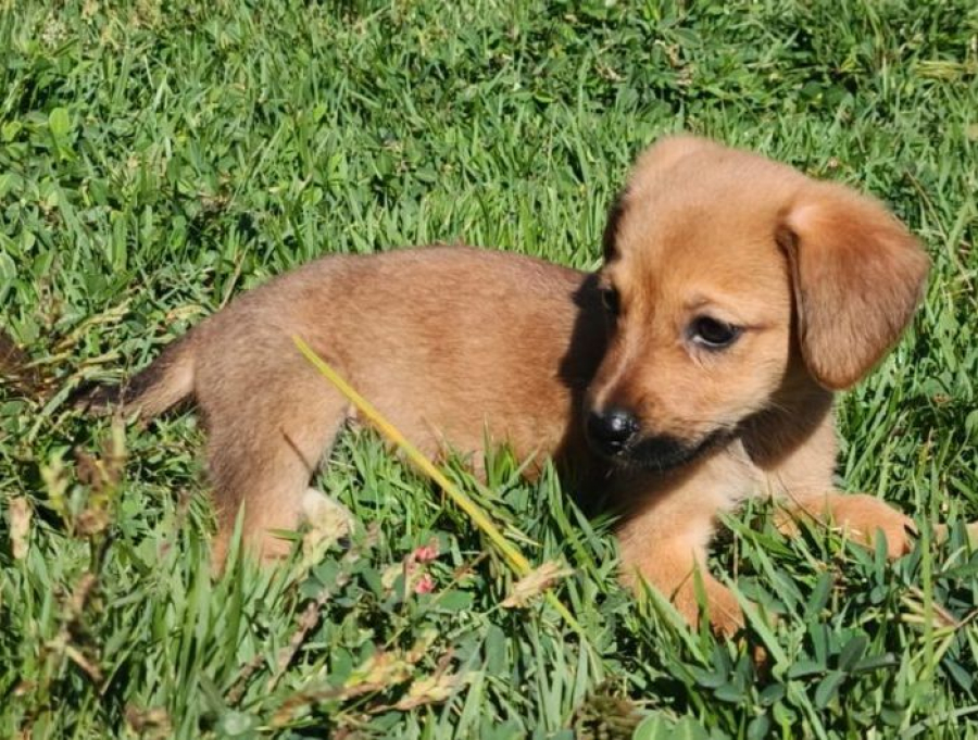 Um novo lar, uma nova história: 60 cães esperam por adoção em Cachoeiro