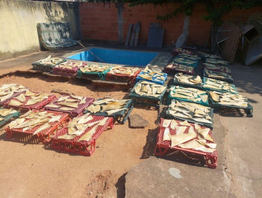 PF deflagra operação contra pesca ilegal e comércio de barbatanas de tubarão em Piúma