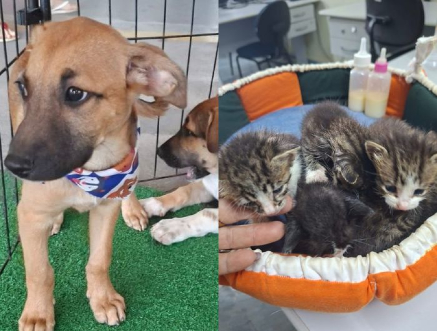 Feira da Bondade terá animais para adoção e cadastro para castração em Cachoeiro
