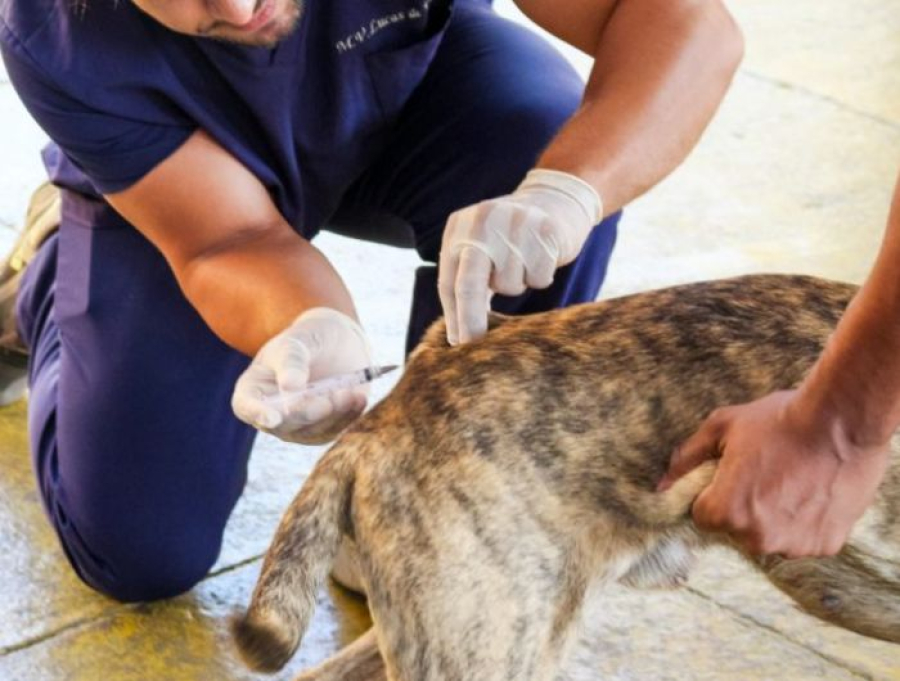 Cachoeiro realiza segunda etapa da vacinação contra a raiva neste sábado (26)