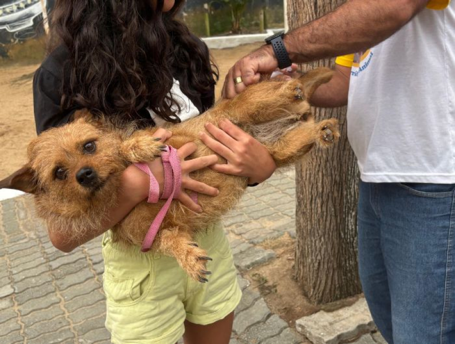 Marataízes terá vacinação gratuita contra a raiva para cães e gatos no dia 17 de outubro