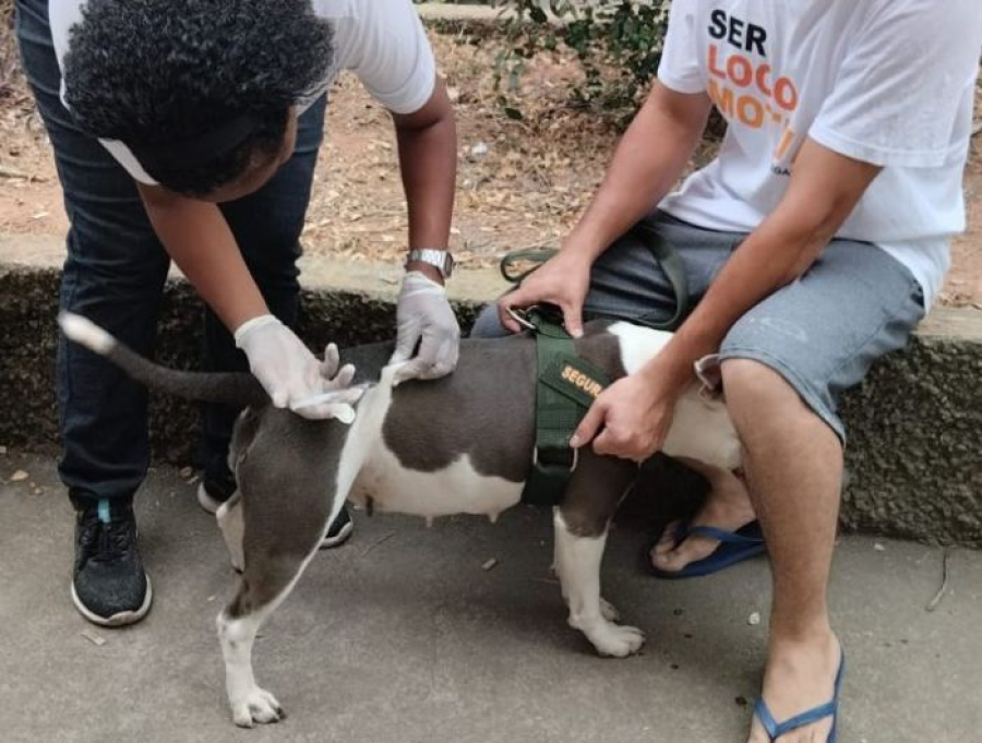 Cachoeiro realiza terceira etapa da vacinação antirrábica neste sábado (17)